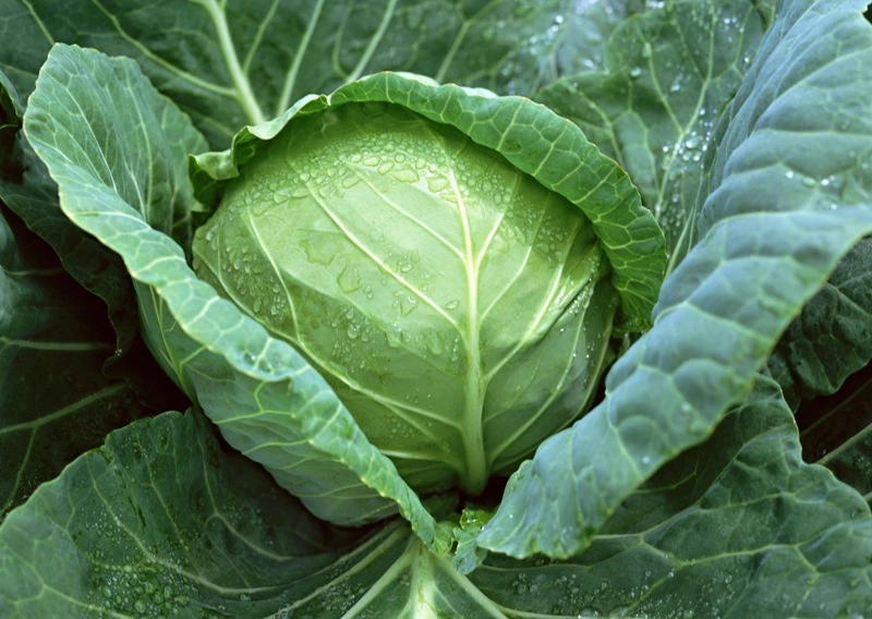 Cabbage